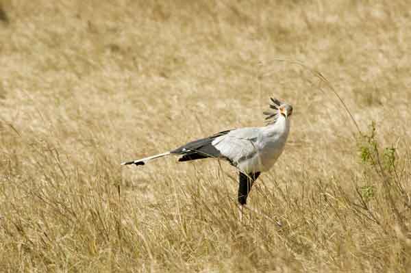 Pájaro Secretario - reserva nacional de Masai Mara - Kenia 2.jpg